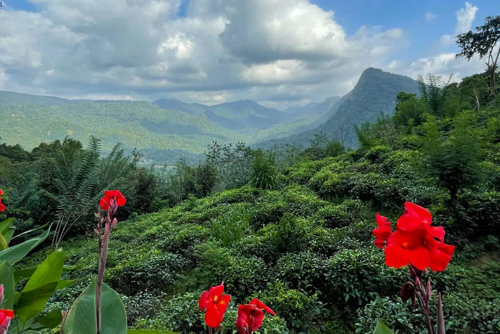 Sri Lankan safari - Kitulgala