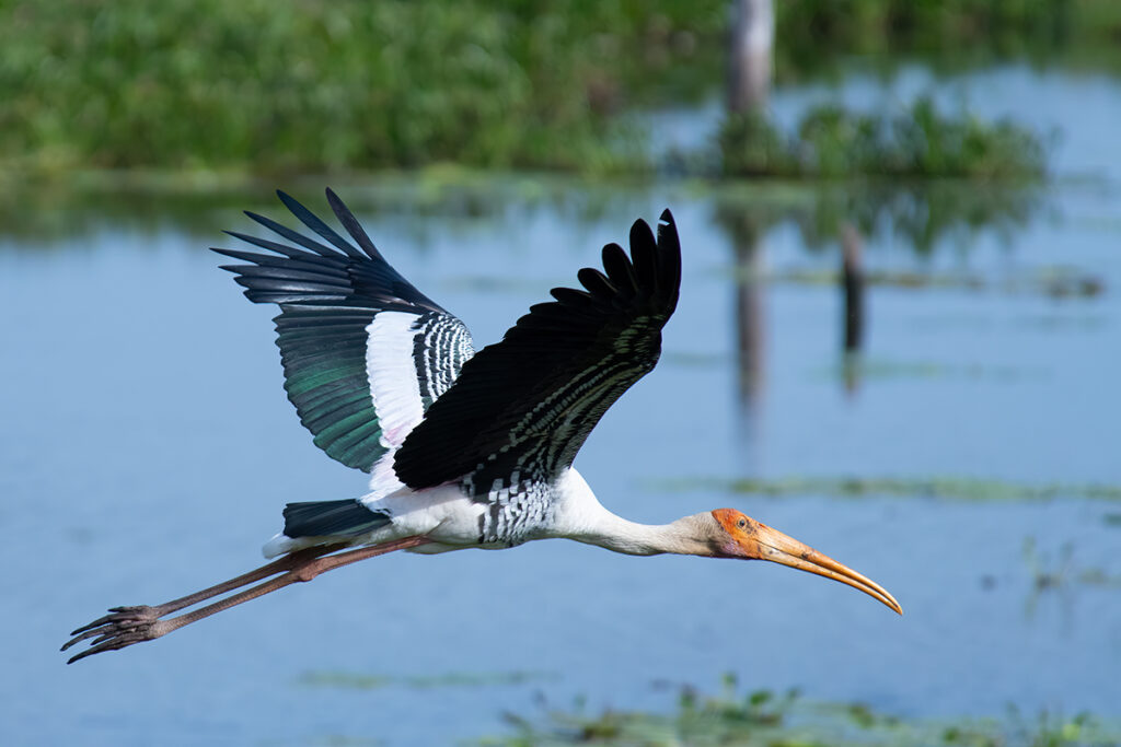 Sri Lankan safari - Painted stork on Wilpattu National Park Safari