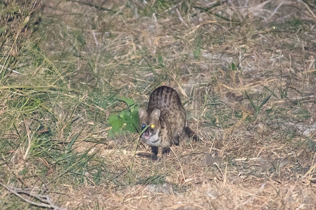 Ring-tailed civet in Sigiriya