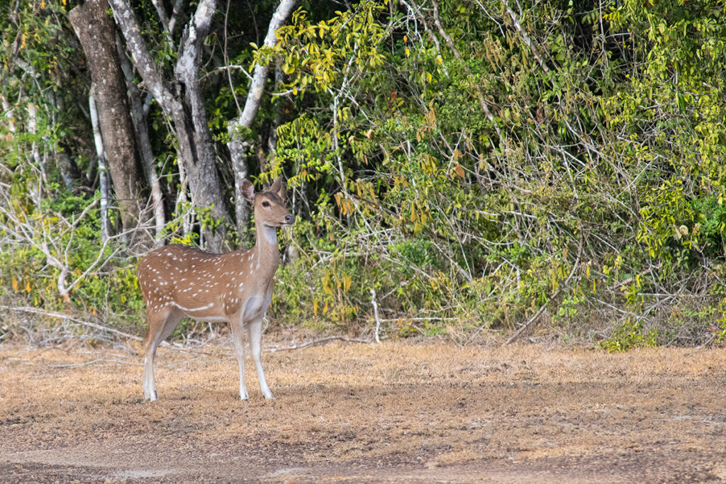 Spotted deer in Wilpattu National Park, Sri Lanka