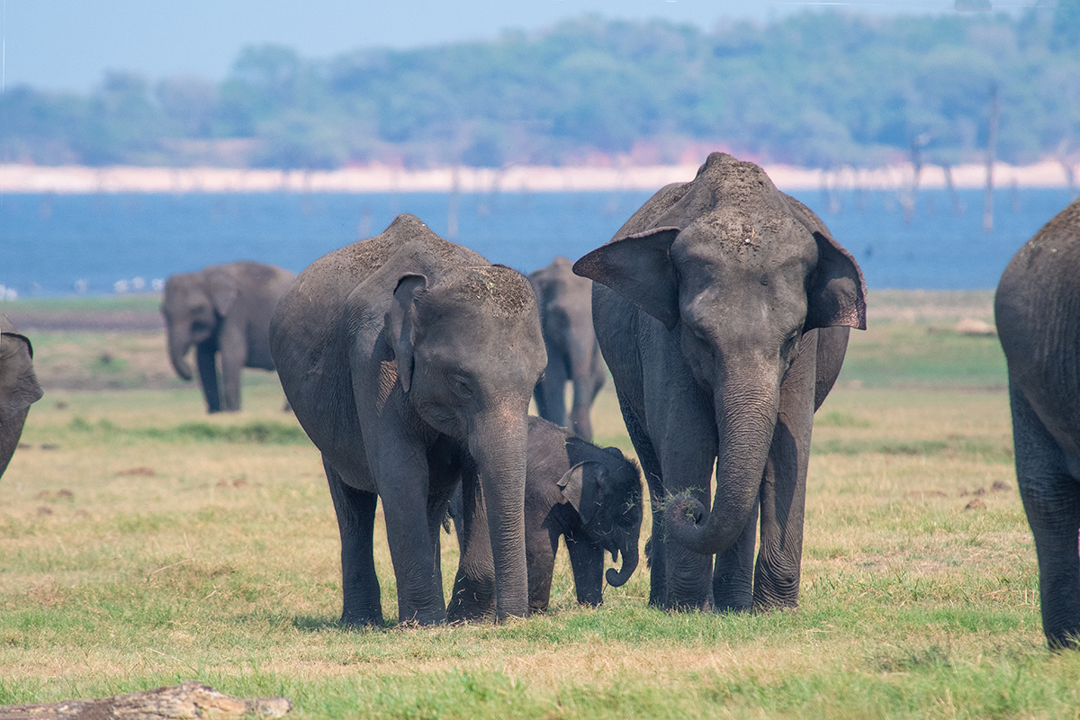 Sri Lankan safari - elephant gathering in Kaudulla National Park