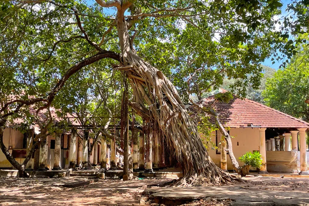 Things to do in Trincomalee - visit Fort Frederick