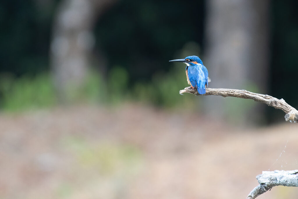 common kingfisher in Wilpattu National Park