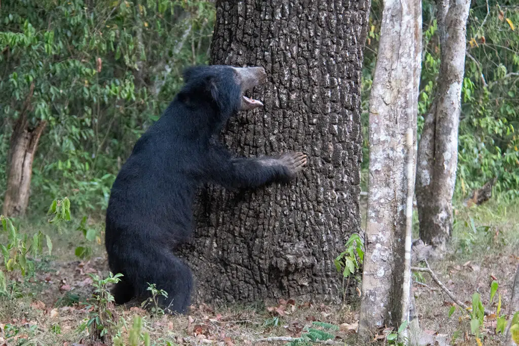 Wilpattu National Park safari - sloth bear