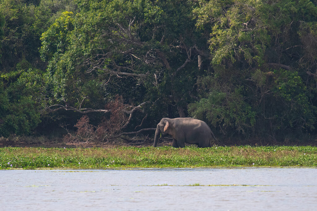 Sri Lankan elephant in Wilpattu national park