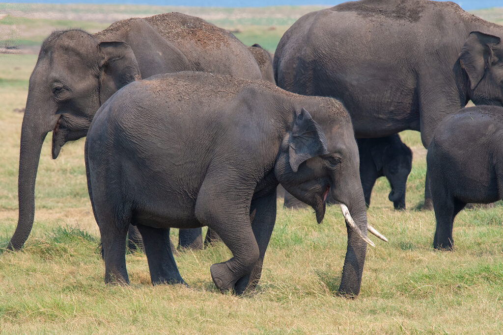 Sri Lankan elephants in Kaudulla National Park