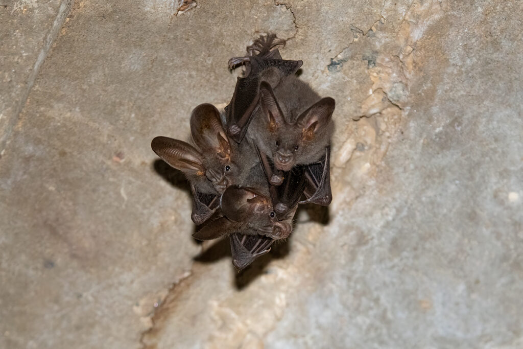 False vampire bats in Sri Lanka
