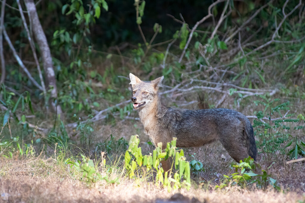 Safari in Sri Lanka - golden jackal in Wilpattu