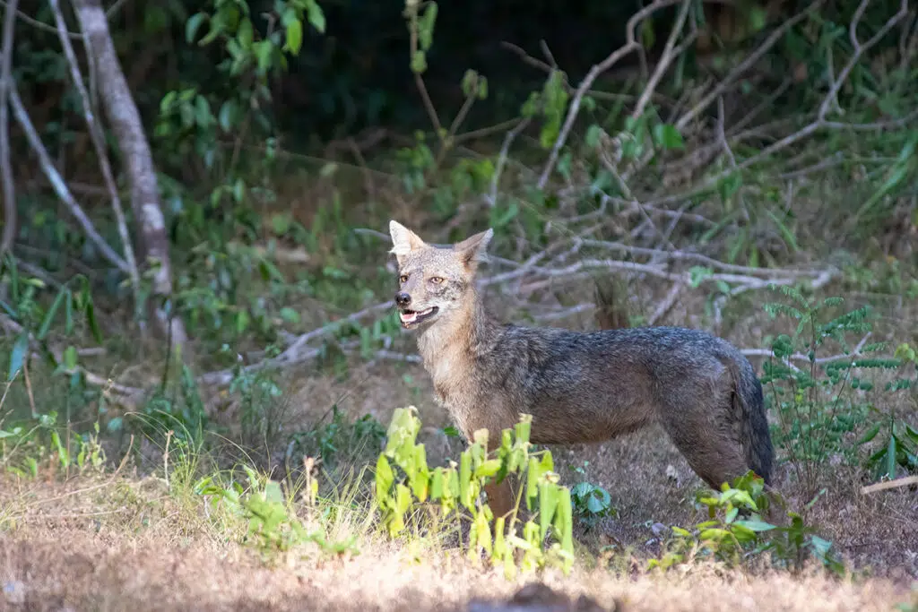 Safari in Sri Lanka - golden jackal in Wilpattu National Park safari