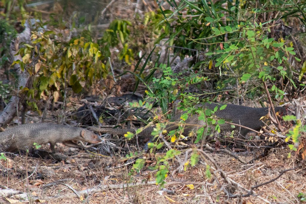 gray indian mongoose in Wilpattu National Park, Sri Lanka