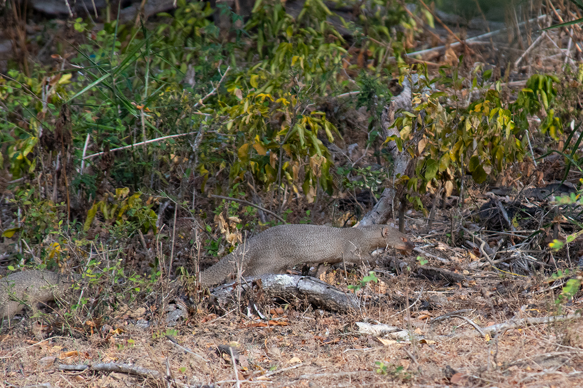 Sri Lankan safari - gray indian mongoose in Wilpattu National Park