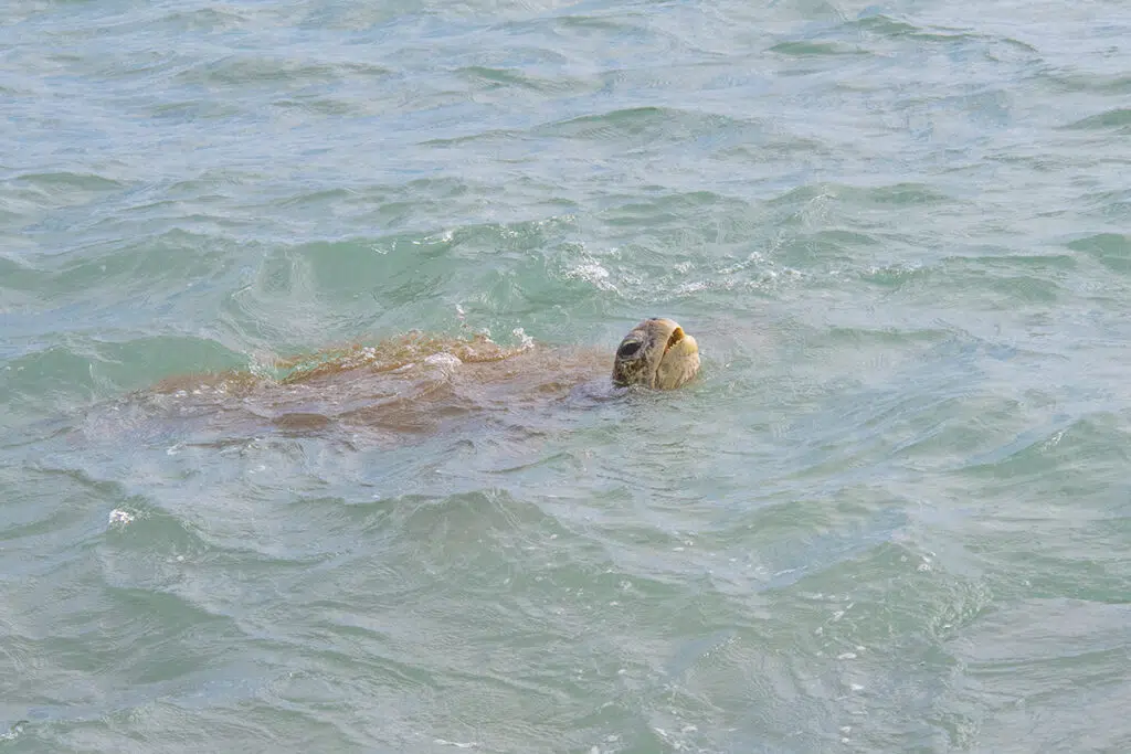 Things to do in Mirissa - see green sea turtle