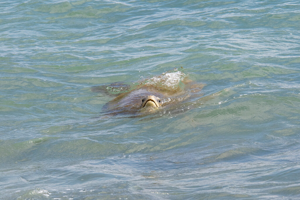 Green sea turtle at Turtle beach in Mirissa