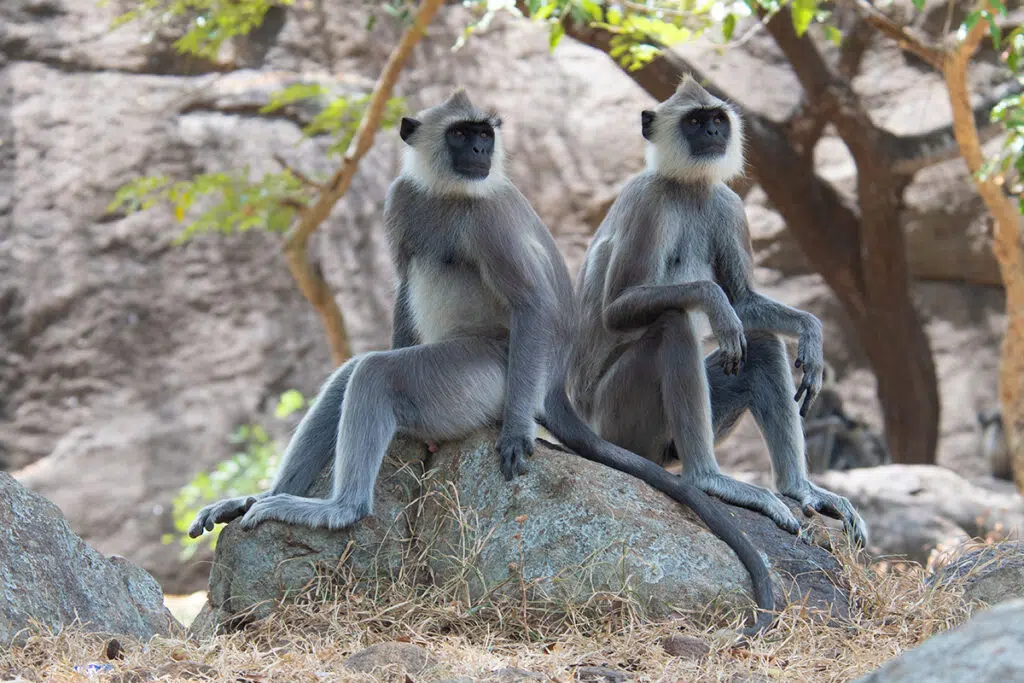 Sri Lankan safari - grey langurs in Sigiriya