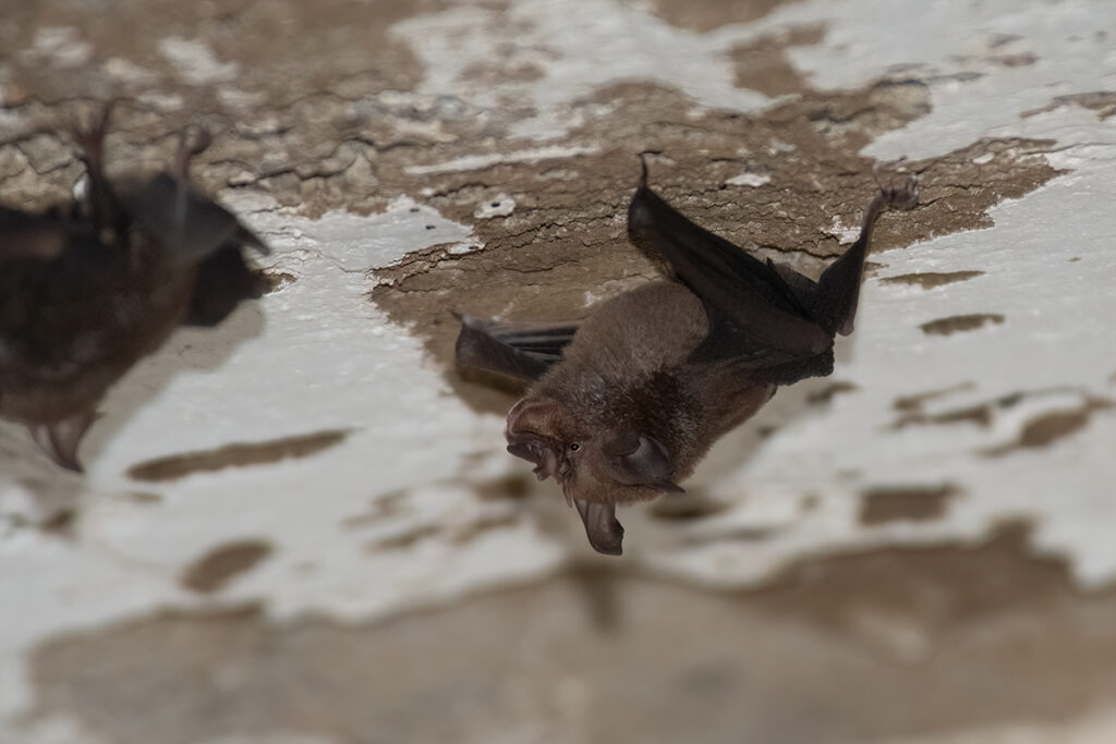 Horseshoe bat in Popham arboretum, Sri Lanka