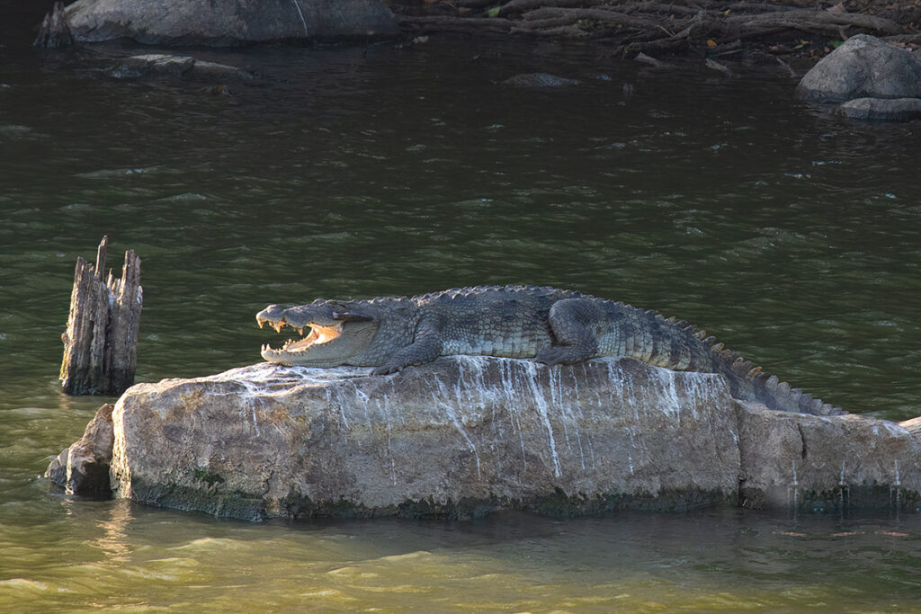 Sri Lankan safari - Marsh crocodile