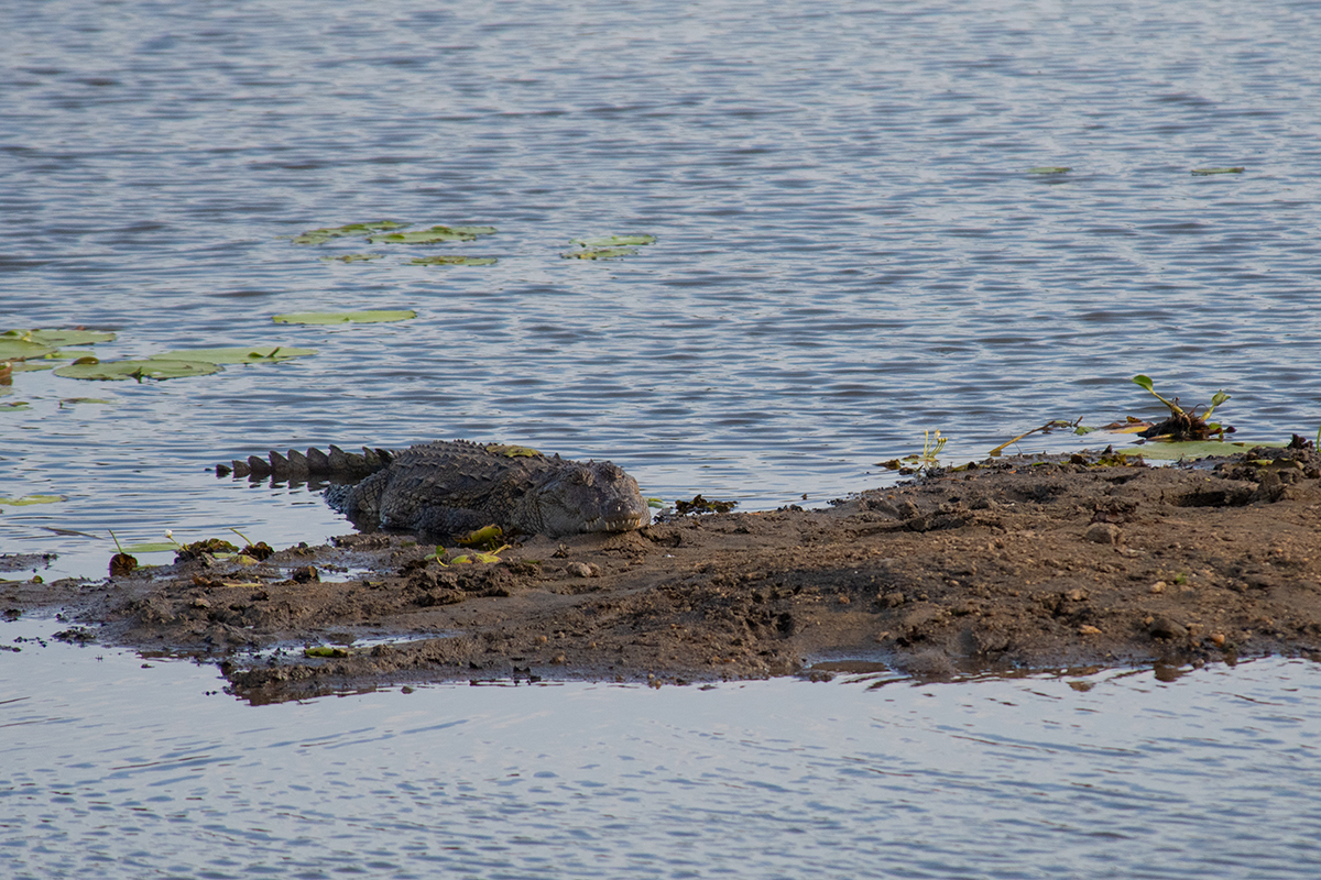 Marsh crocodile in Wilpattu National Park