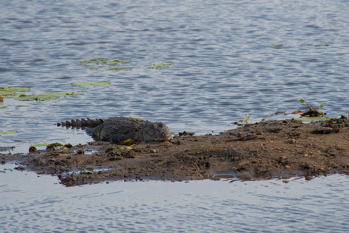 Marsh crocodile in Wilpattu National Park