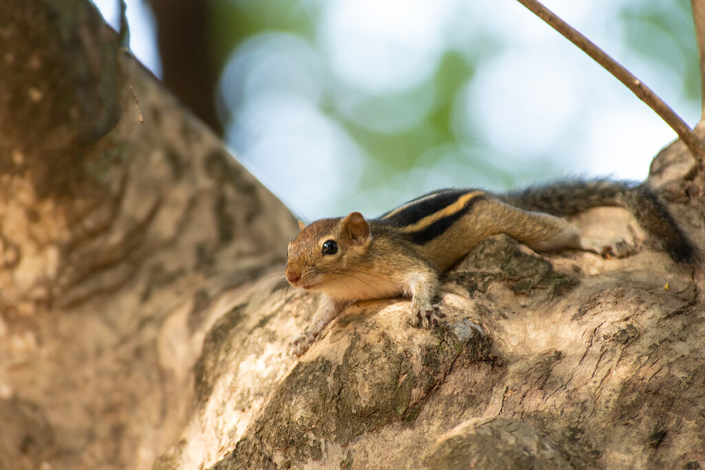 Sri Lankan safari - palm squirrel in Sigiriya