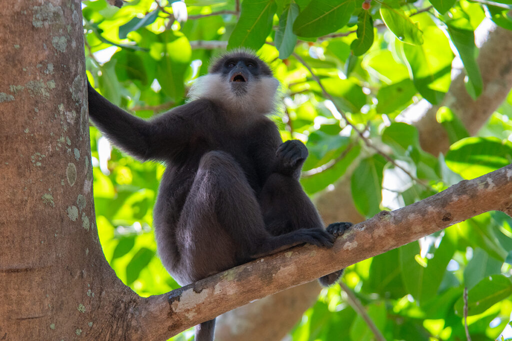 Things to do in Sigiriya - spot Purple-faced leaf monkeys at Lion Rock