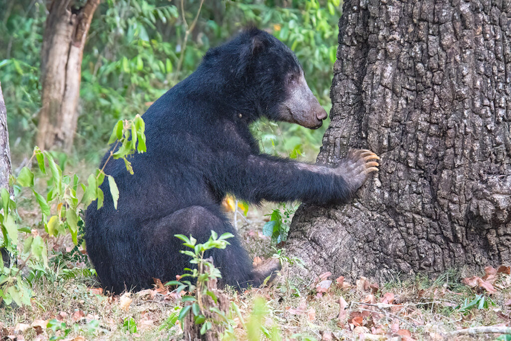 Sri Lankan safari - sloth bear in Wilpattu National Park