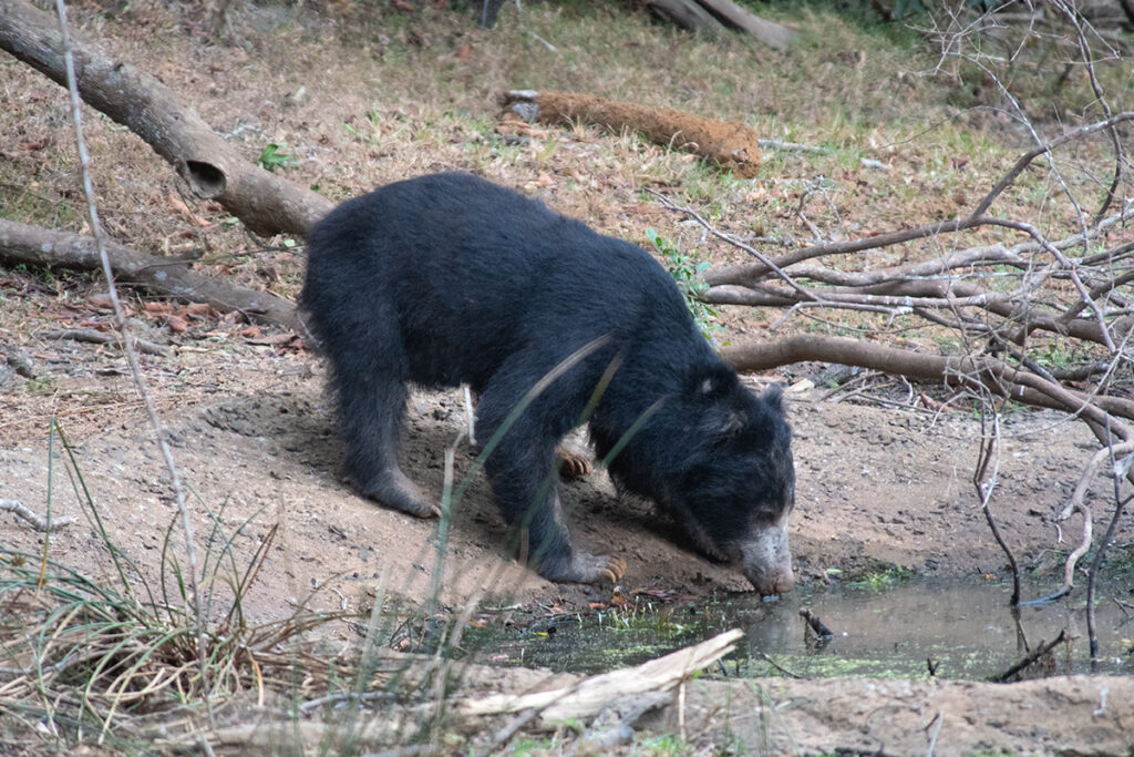 Sri Lankan safari - sloth bear drinking in Wilpattu National Park