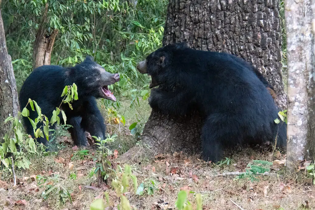 Sri Lankan safari - sloth beard fighting in Wilpattu National Park