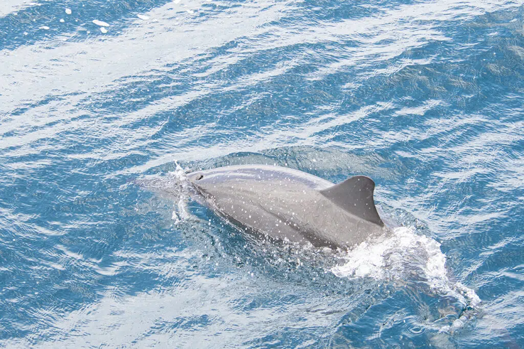 Things to do in Trincomalee - whale and dolphin watching