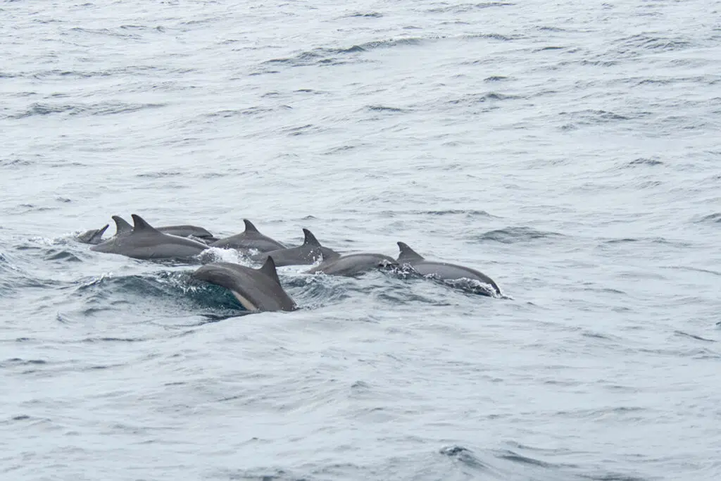 Spinner dolphins Mirissa
