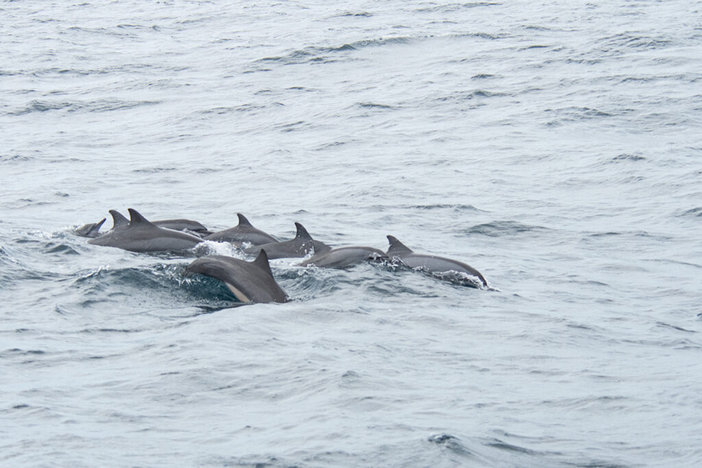 Spinner dolphins in Sri Lanka