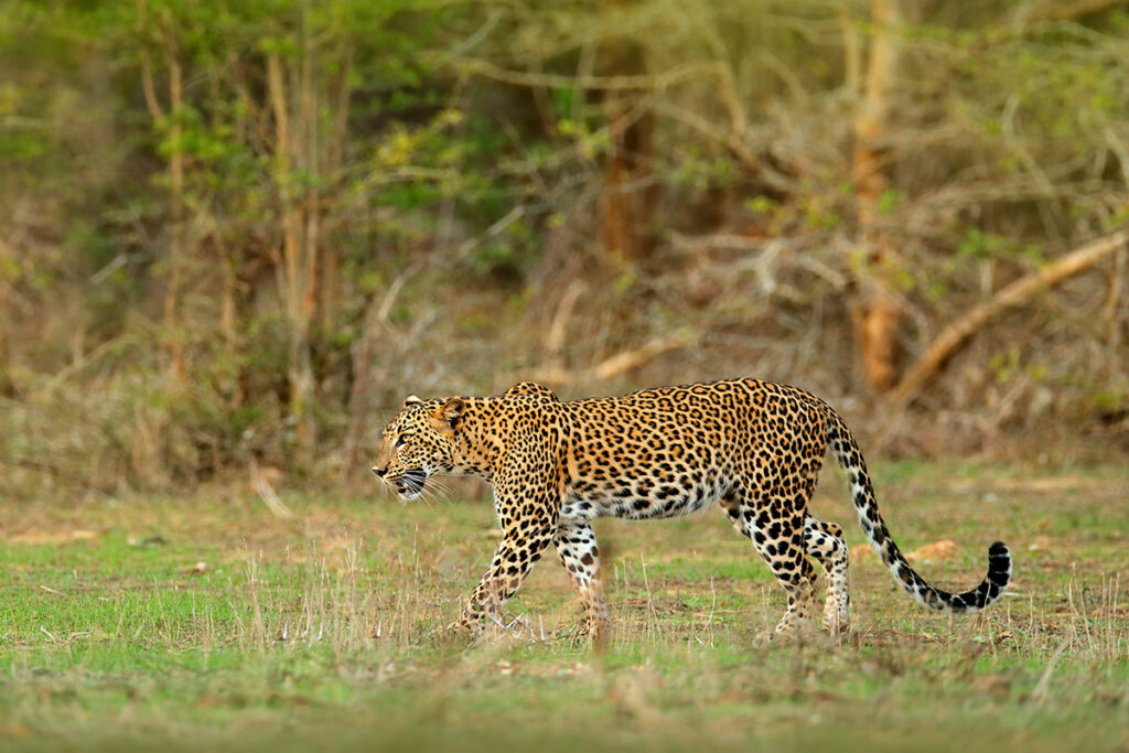 Sri Lankan safari - leopard in Wilpattu National Park