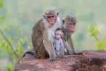 Things to do in Sigiriya - see Toque Macaques - sri lankan animals