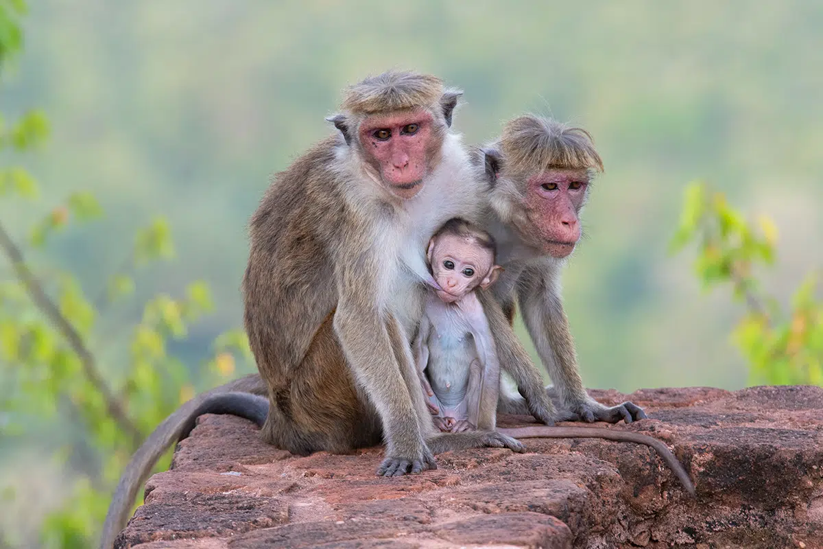 Things to do in Sigiriya - see Toque Macaques - sri lankan animals