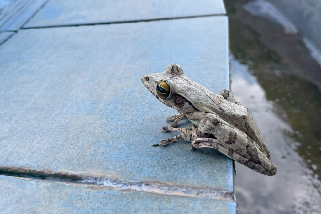 tree frog in kitulgala, sri lanka