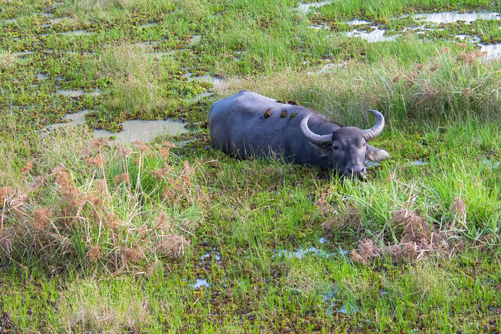 Sri Lankan safari - water buffalo in Wilpattu National Park