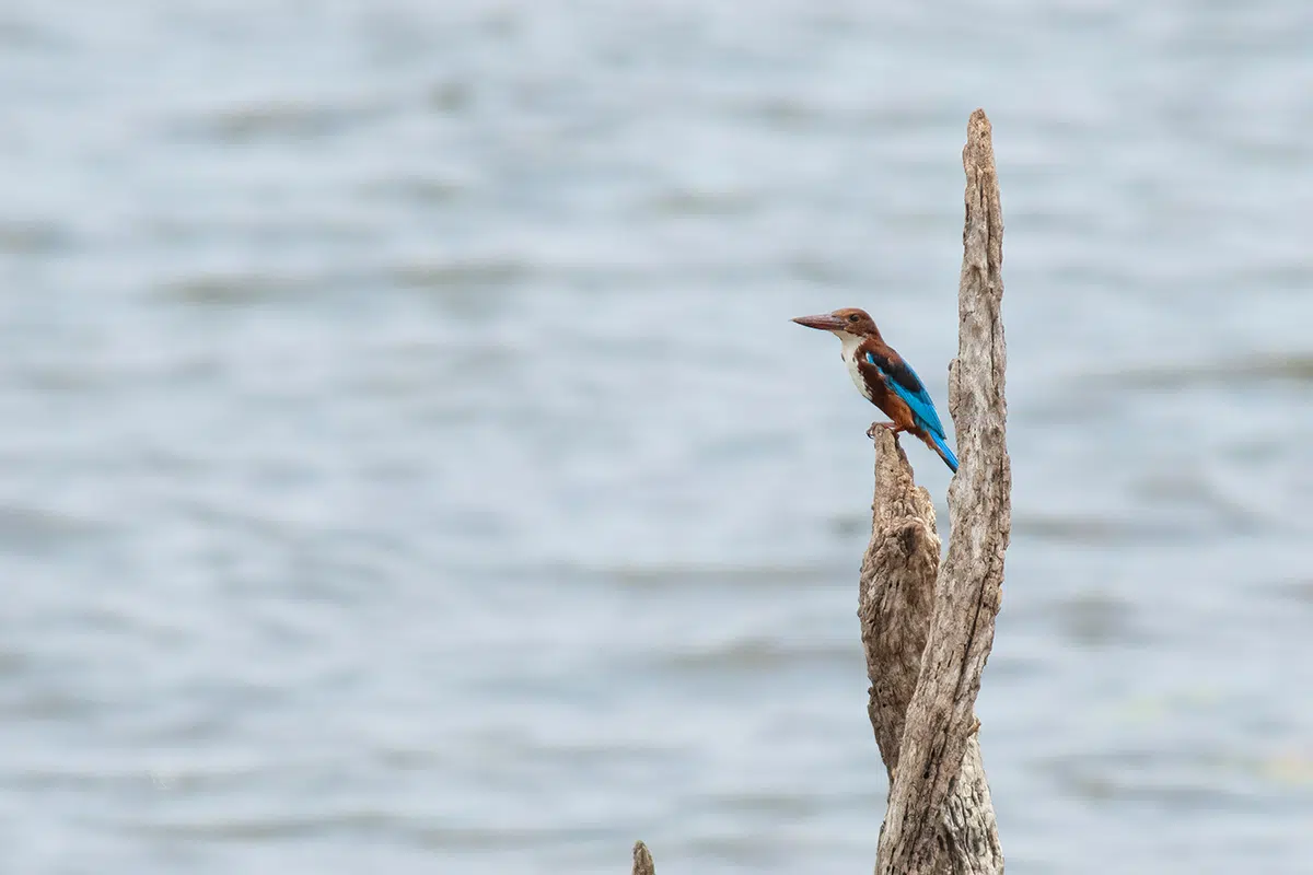 Wilpattu safari - white-throated kingfisher