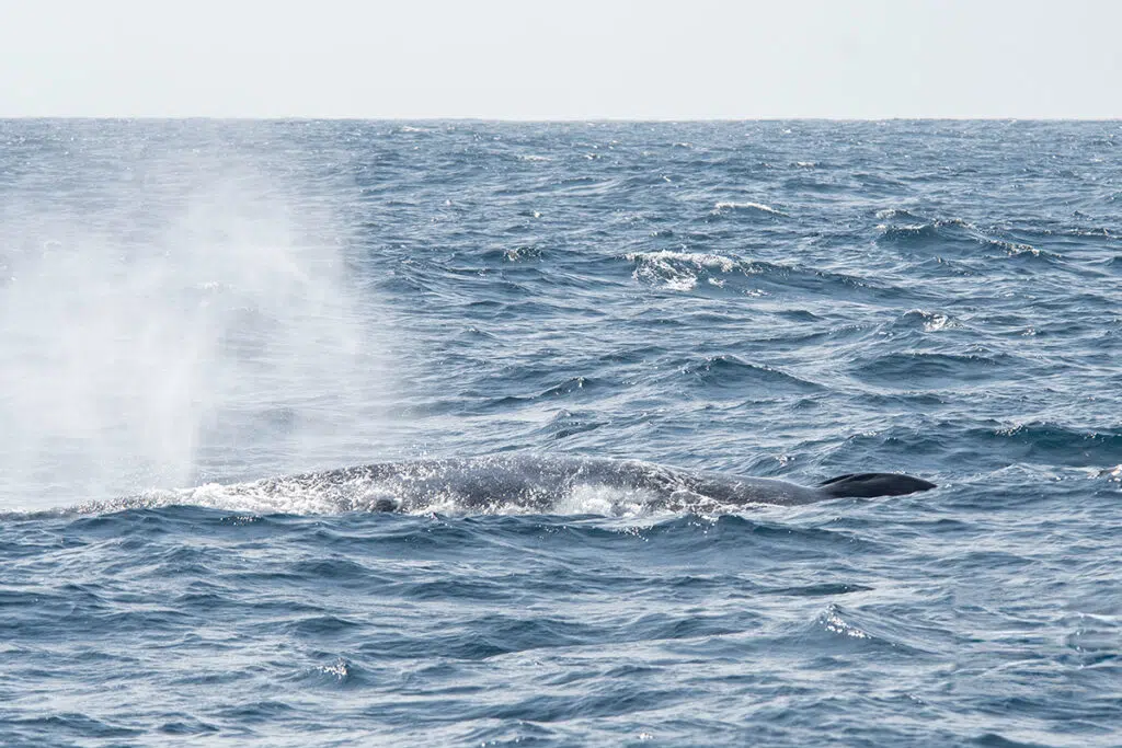 Whale watching in Mirissa - Blue whale