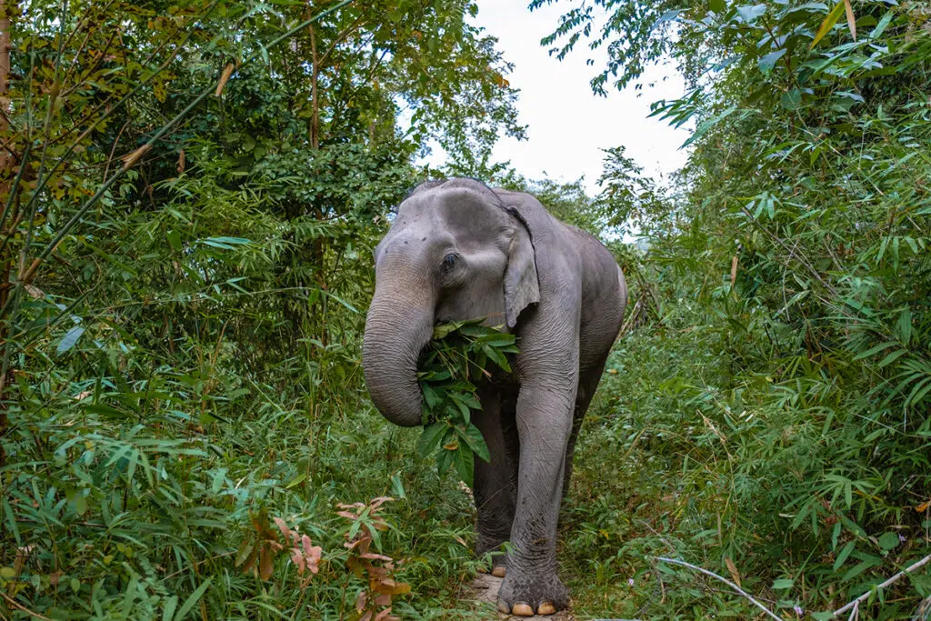 Chiang Mai itinerary - visit elephant sanctuary
