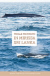 whale watching in mirissa