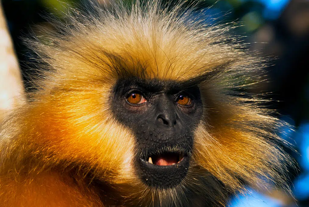 Golden langur