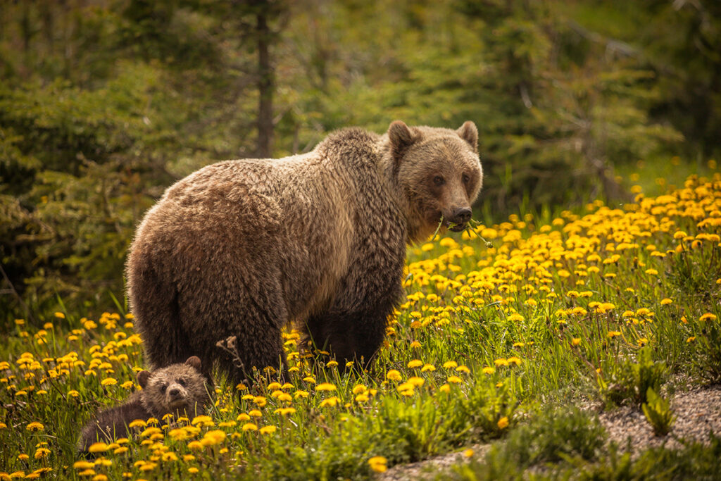 Grizzly bear in Jasper National Park