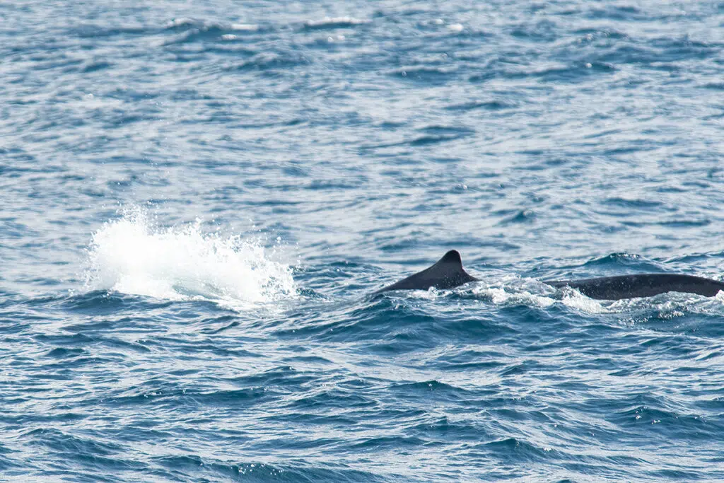 Whale watching in Mirissa - Blue whale