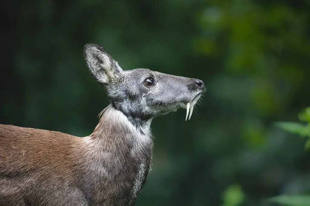 Musk deer