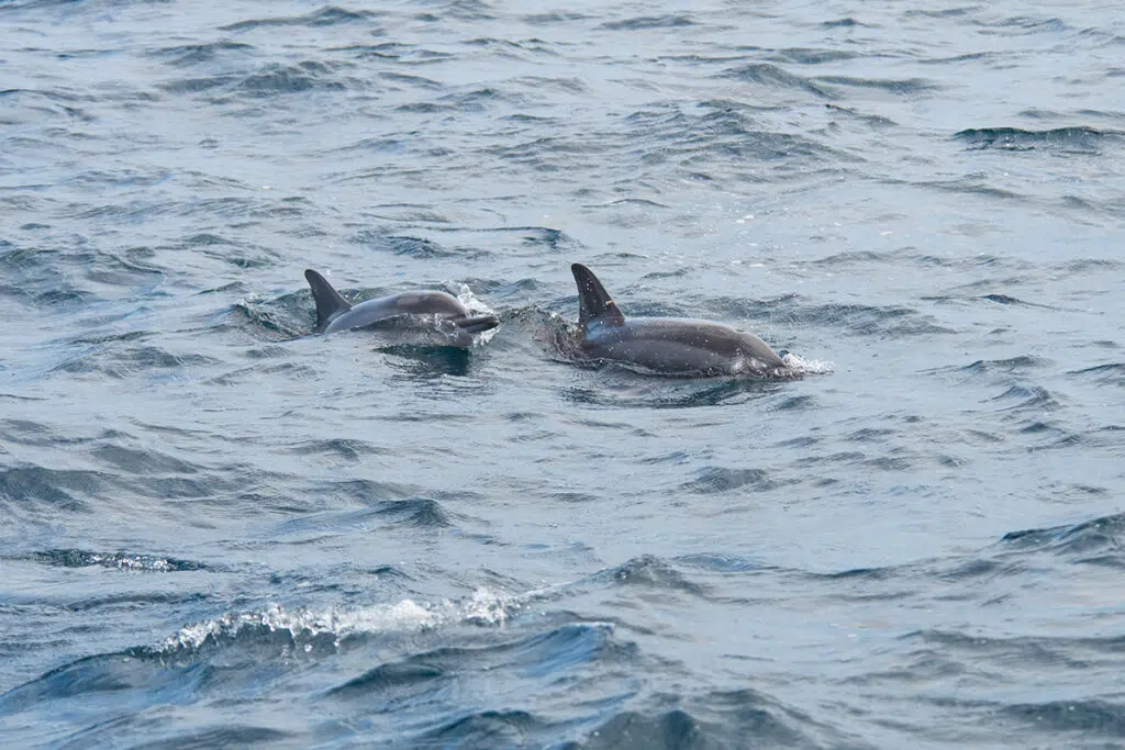 Whale watching in Mirissa - Spinner dolphins