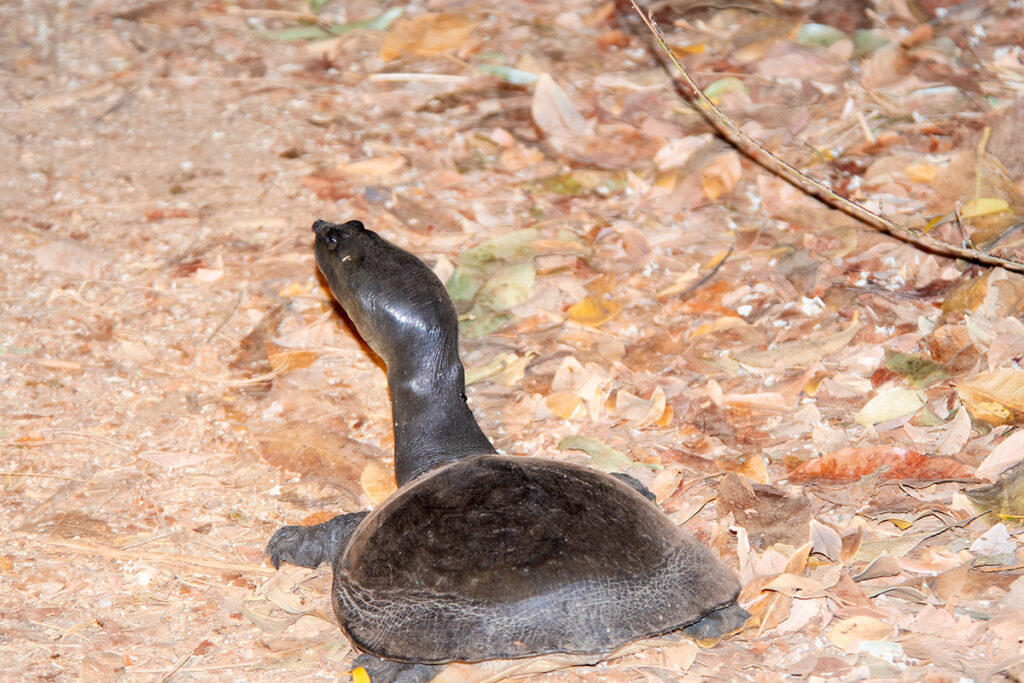 Sigiriya wildlfe - tortoise