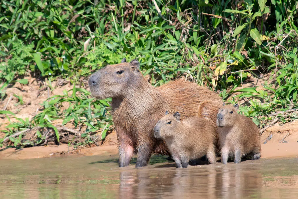 capybara with young