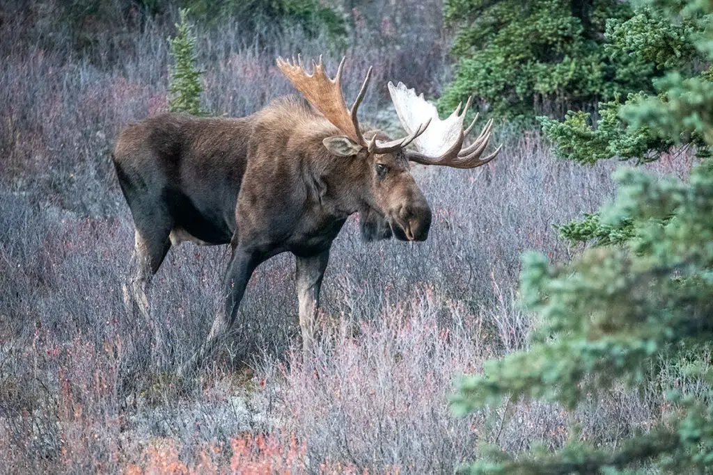 wildlife in Alaska - moose in Denali