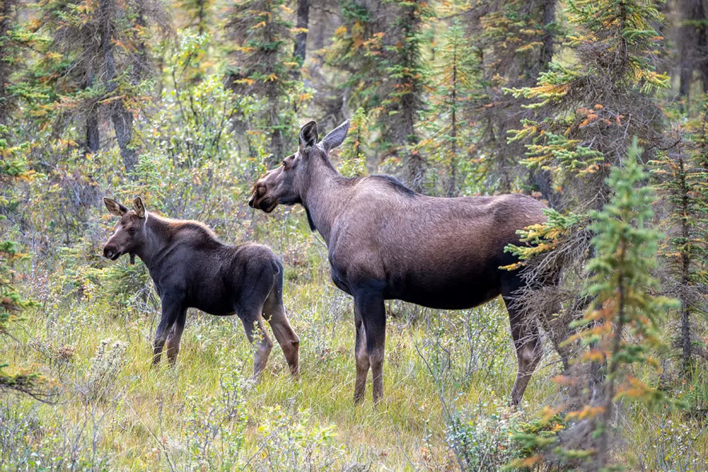 Moose in Gates of the Arctic, Alaska