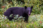Wildlife in alaska - black bear