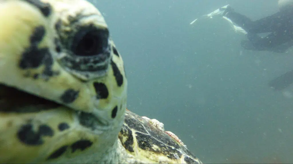 Hawksbill Turtle up close outside a Wreck in Coron Bay